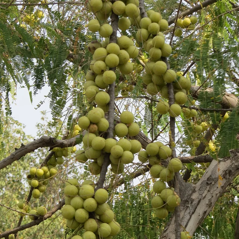 Amala Achar — Oil-Free 250g