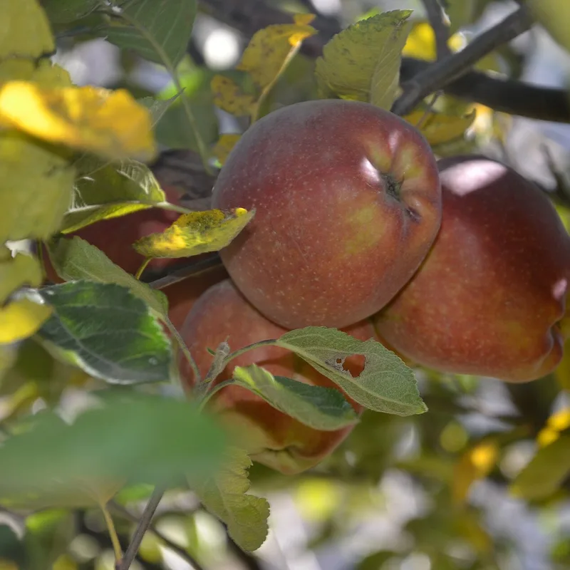 Marpha Apples — 3kg Crate