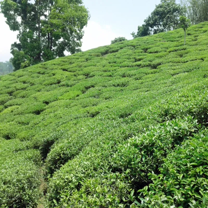 Masala Chiya Blend — 200g